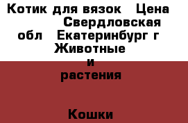 Котик для вязок › Цена ­ 3 000 - Свердловская обл., Екатеринбург г. Животные и растения » Кошки   . Свердловская обл.